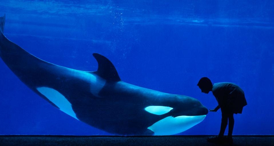 Boy looking through glass at an orca whale at SeaWorld in San Diego, California (© Michael Melford/Stone/Getty Images) &copy; (Bing United States)