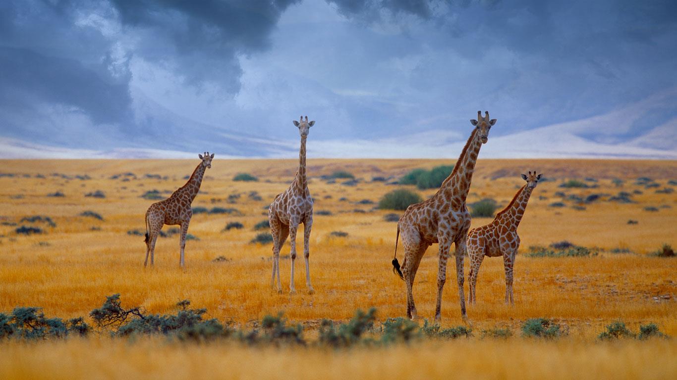 Small herd of giraffes, Namibia (© Jim Zuckerman/Corbis)(Bing United Kingdom)