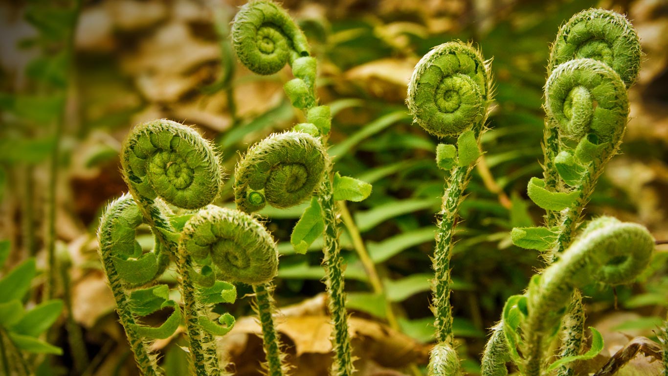 山谷瀑布公园内的蕨菜，美国康涅狄格州 (© Holcy/Getty Images)(Bing China)
