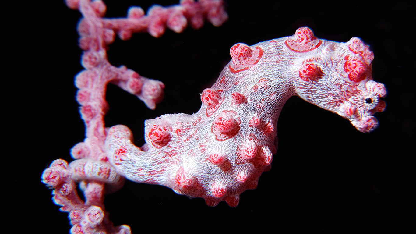Pygmy seahorse on a branch of coral at the Great Barrier Reef (© imagebroker/Alamy)(Bing Australia)