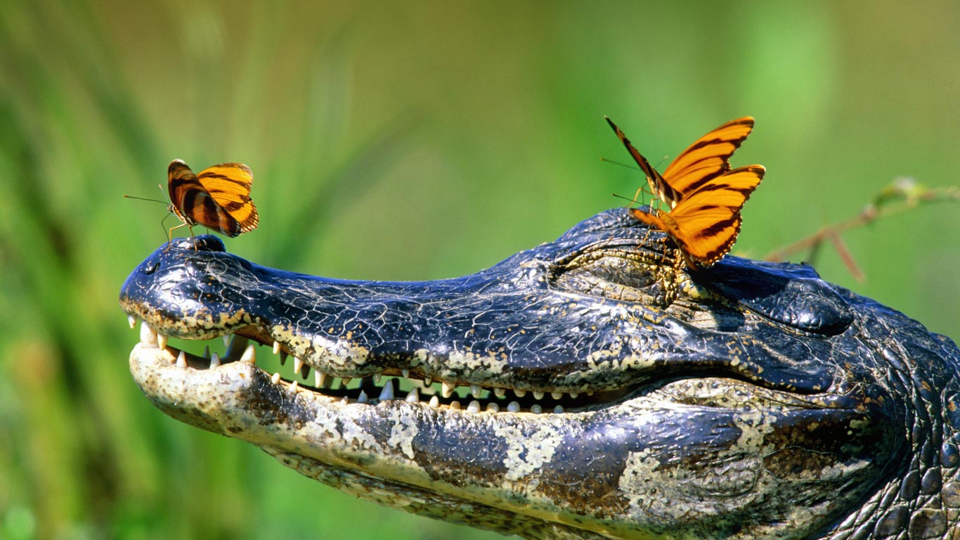 Butterflies resting on a caiman in the Pantanal, Brazil (© Frank Lukasseck/Corbis)(Bing United Kingdom)