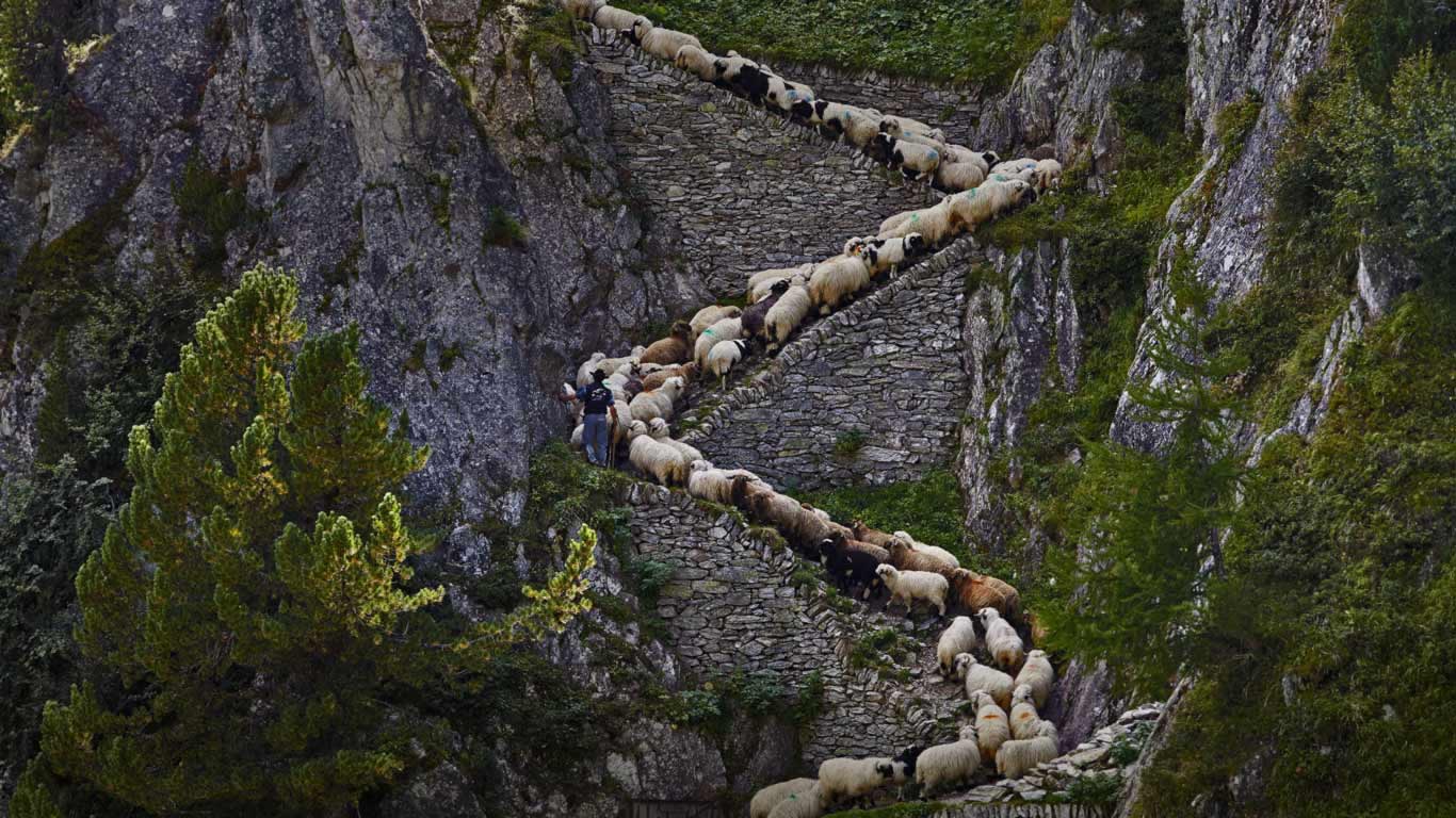 Valais Blacknose sheep in Valais, Switzerland (© Alessandra Meniconzi/Solent News/REX/Shutterstock)(Bing United Kingdom)