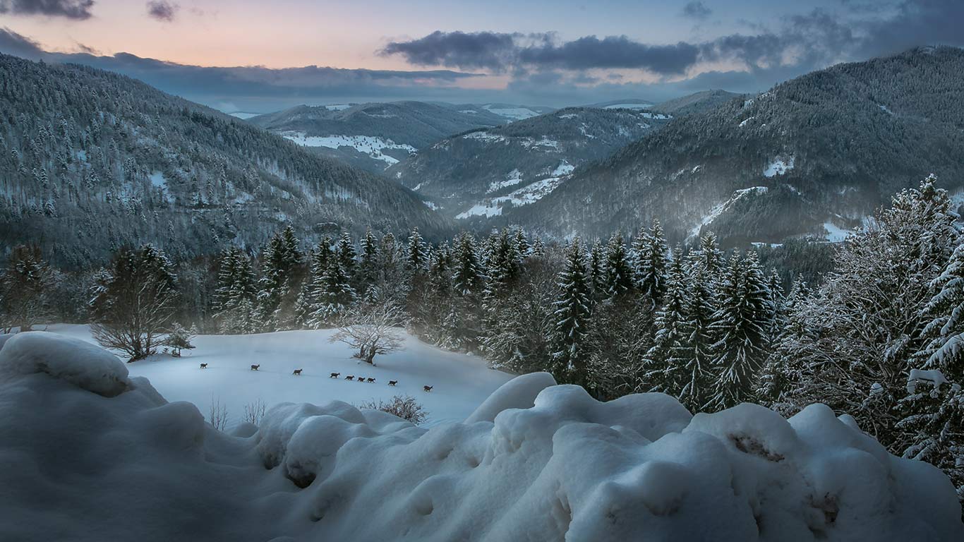 Rehe in der Abenddämmerung nahe Herrischried, Schwarzwald, Baden-Württemberg, Deutschland (© Christian Wesner/500px)(Bing Deutschland)