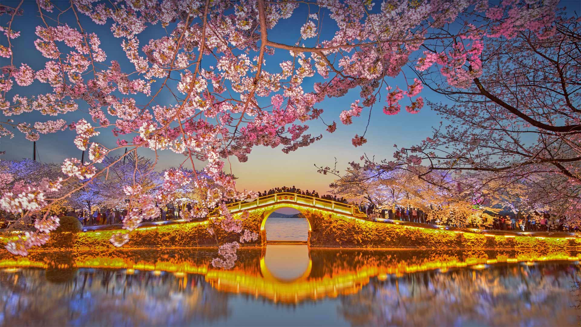 Cerisiers en fleur sur le lac Tai à Wuxi, Chine (© Eric Yang/Getty Images)(Bing France)