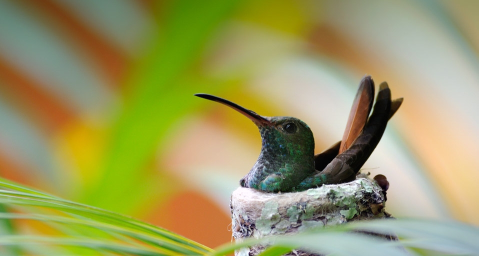 Rufous-tailed Hummingbird (Amazilia tzacatl) sitting in nest, Manuel Antonio National Park, Puntarenas, Costa Rica  (© Shannon Nace/Lonely Planet Images) &copy; (Bing United Kingdom)