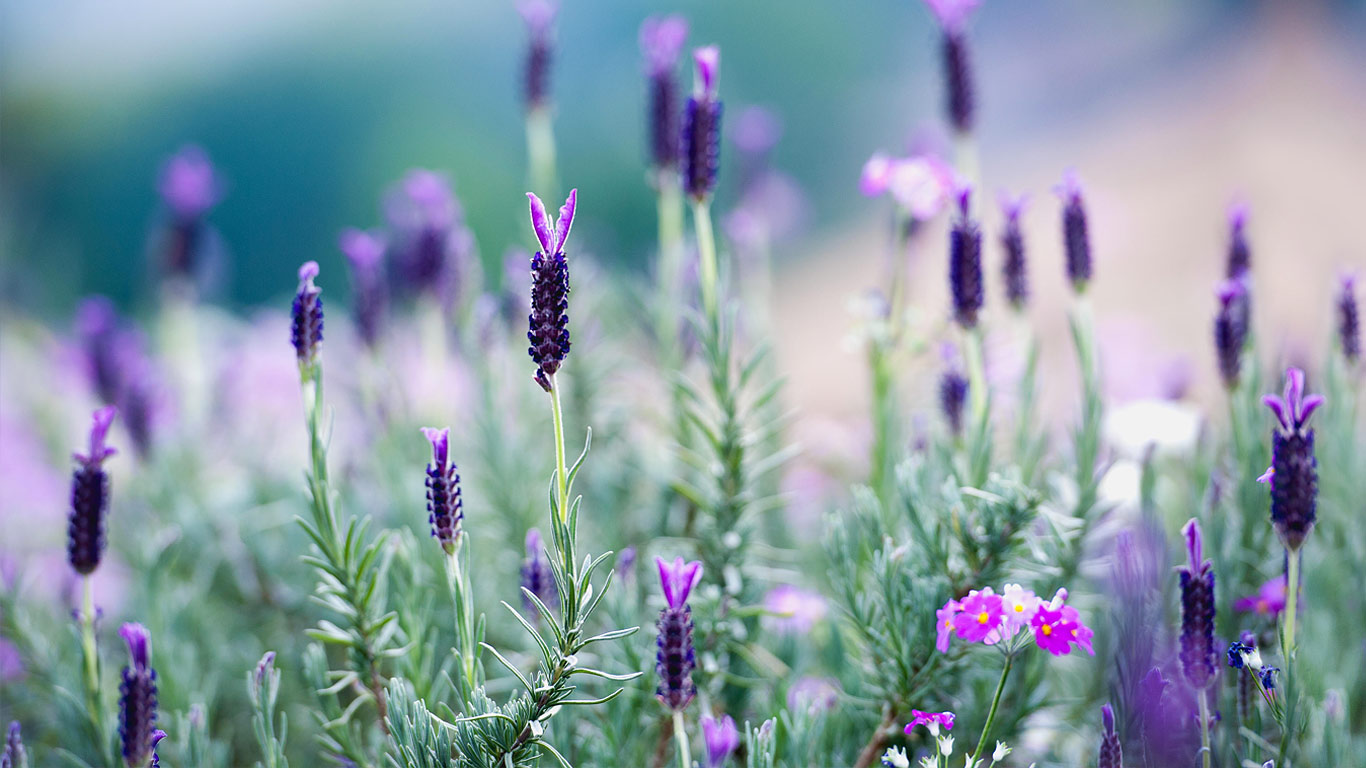 Lavender blooming in northern Thailand (© Tanat Loungtip/Alamy)(Bing United Kingdom)