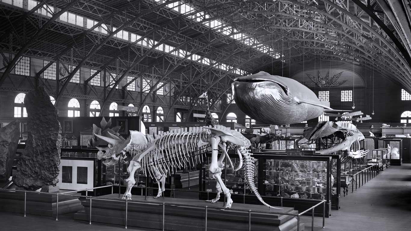 Smithsonian touring exhibition at the 1904 St. Louis World’s Fair (© Bygone Collection/Alamy)(Bing United States)