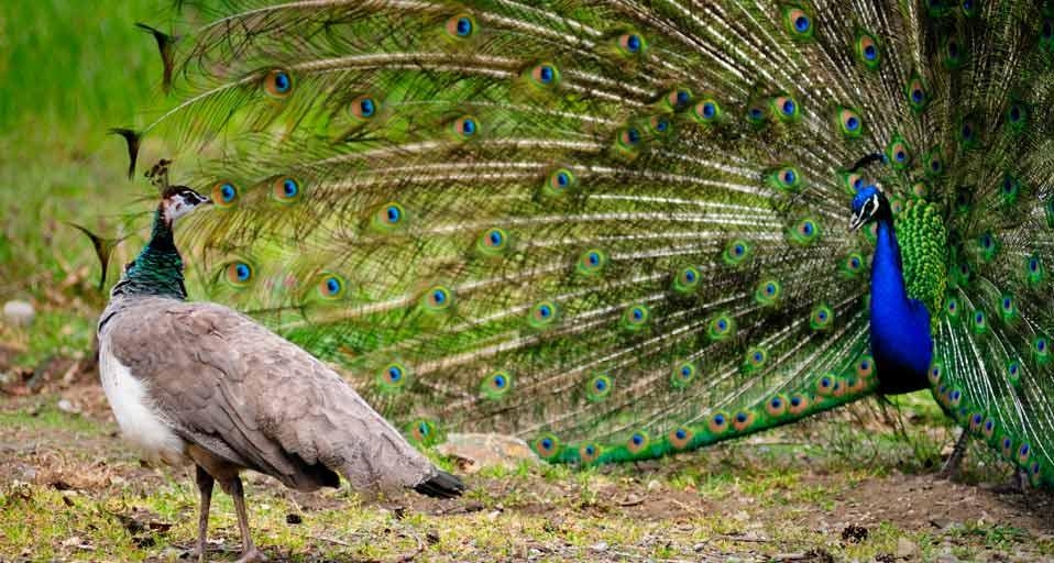 Female peahen observing a male peacock with his plumage out (© Dave Blackey/Getty Images) &copy; (Bing United Kingdom)