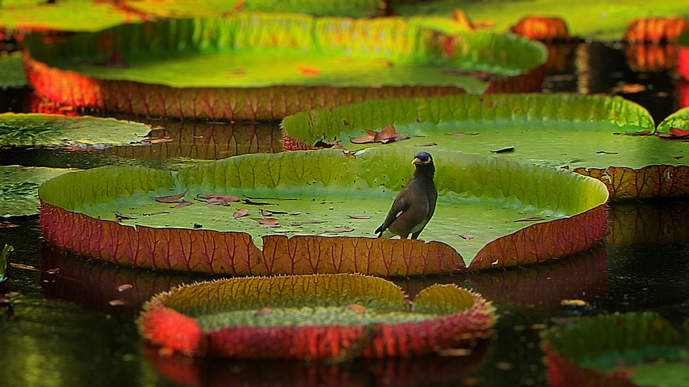 Common myna bird on lily pad in Port Louis, Mauritius (© Getty Images)(Bing United Kingdom)