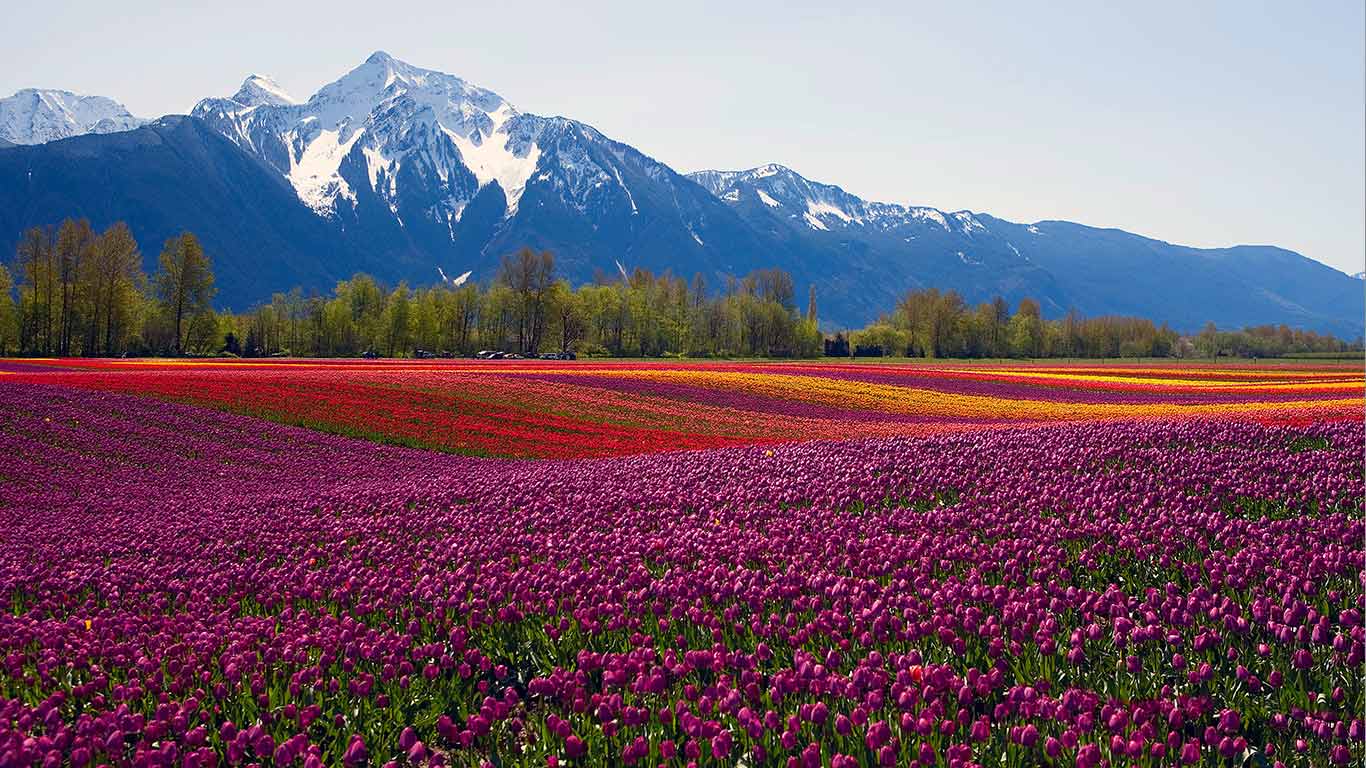 Undulating fields of colorful tulips with snowcapped mountain backdrop (© Tracy Ferrero/Alamy)(Bing Canada)