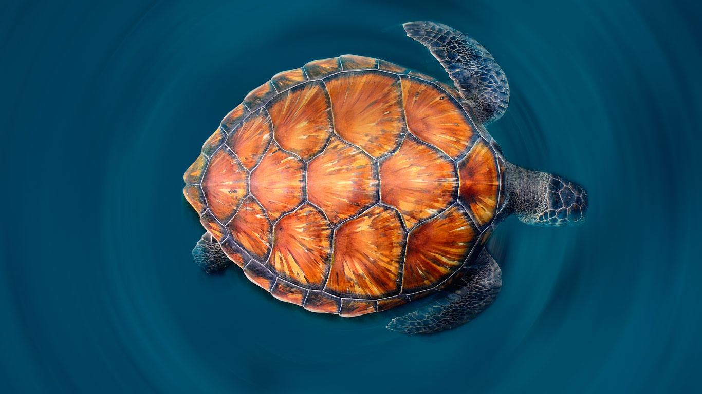 A green sea turtle shows off its shell (© Sergi Garcia Fernandez/Minden Pictures)(Bing United Kingdom)