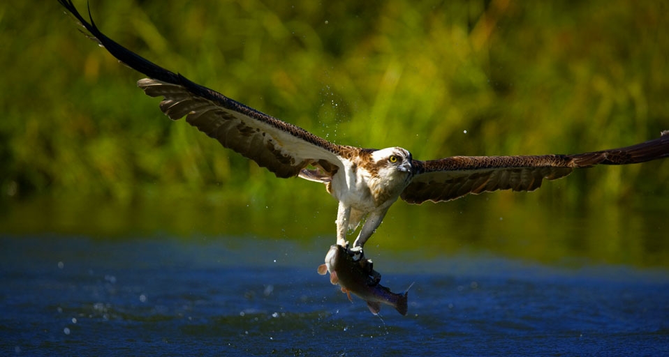 Osprey catching a fish in Finland -- Juan Carlos Munoz/Photolibrary &copy; (Bing United Kingdom)
