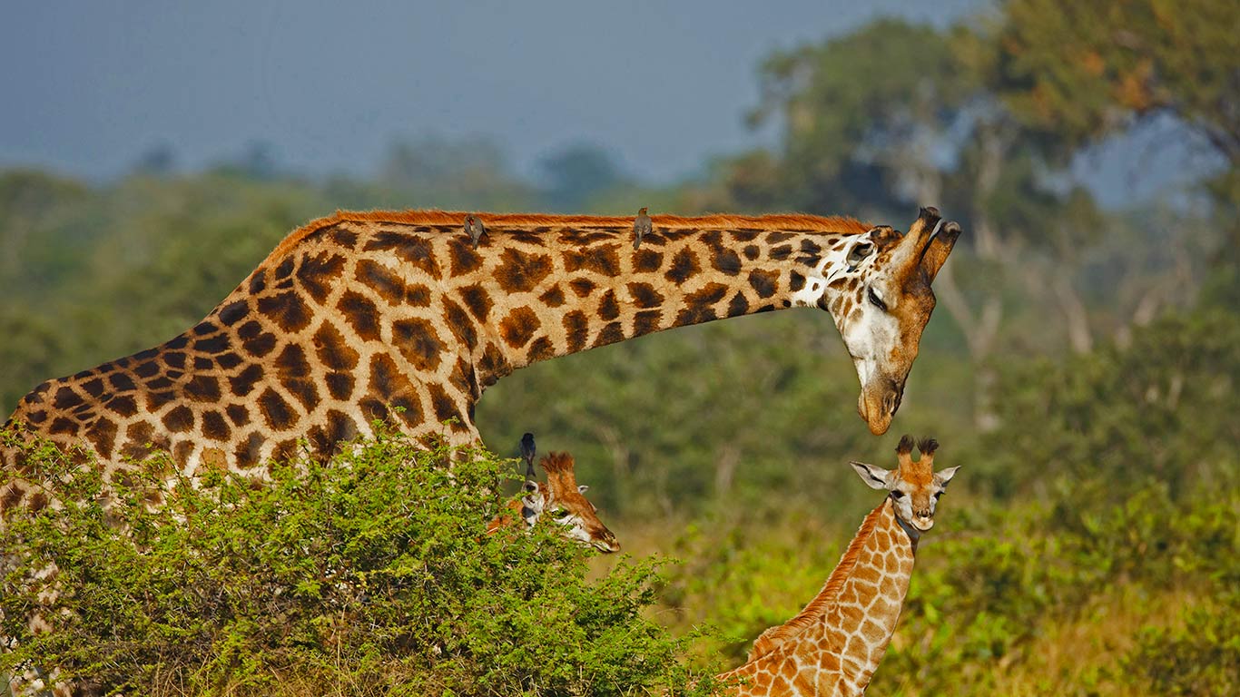 Male giraffe and two calves (© Richard du Toit/age fotostock)(Bing Canada)
