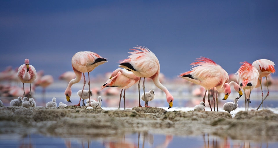 Jamesflamingos mit Küken auf einer Insel in der Laguna Colorada, Bolivien – George Steinmetz/Corbis &copy; (Bing Germany)