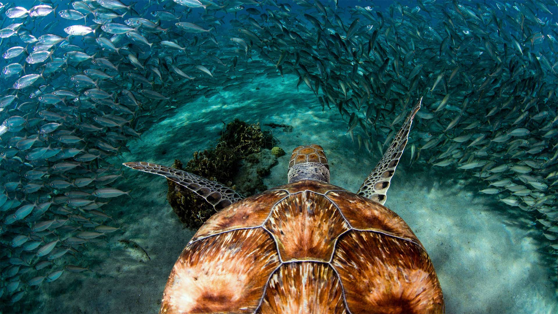 Green sea turtle with sardines near Playa Grandi beach, Curaçao (© yfhishinuma/Getty Images Plus)(Bing United Kingdom)