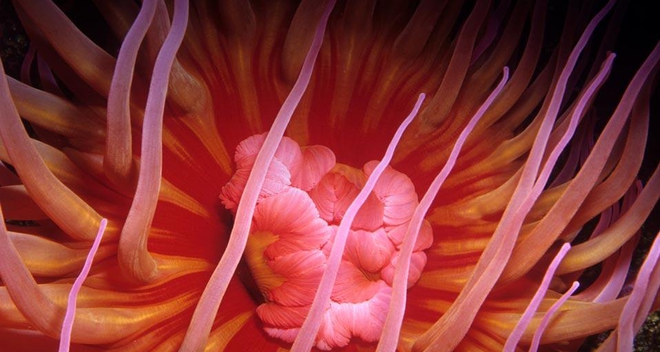 White-spotted rose anemone along the coast of the Pacific Ocean, North America (© Ken Lucas/Corbis) &copy; (Bing United Kingdom)