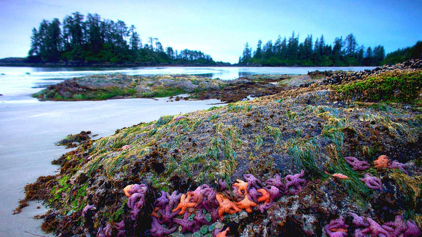 Coral hued sea stars cling to a rock in wave washed Schooner Cove, British Columbia, Canada (© National Geographic Image Collection/Alamy)(Bing Canada)