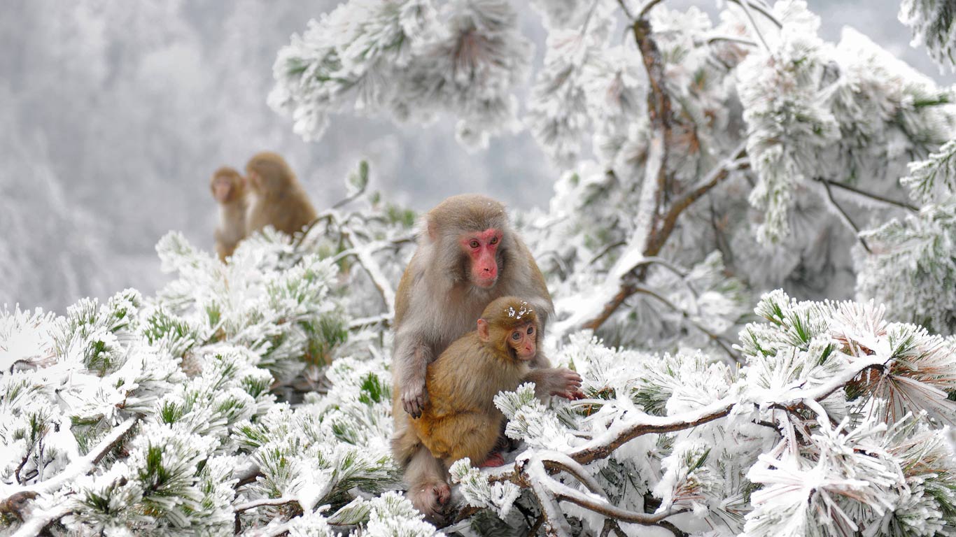 Rhesus macaques in the Wulingyuan wilderness near Zhangjiajie, China (© Xinhua News Agency/REX/Shutterstock)(Bing United Kingdom)
