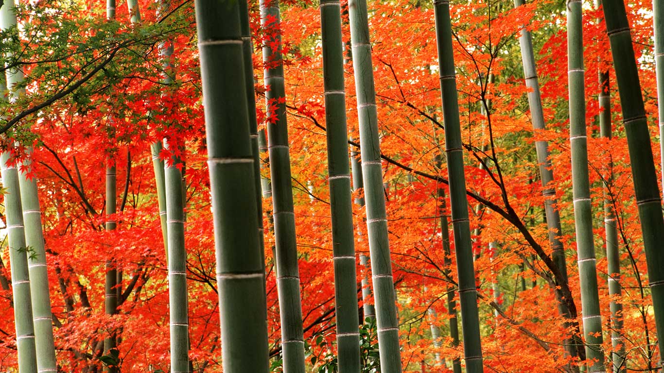 ｢嵐山公園の竹林と紅葉｣京都, 嵐山 (© Chad Ehlers/Stock Connection/Aurora Photo)(Bing Japan)