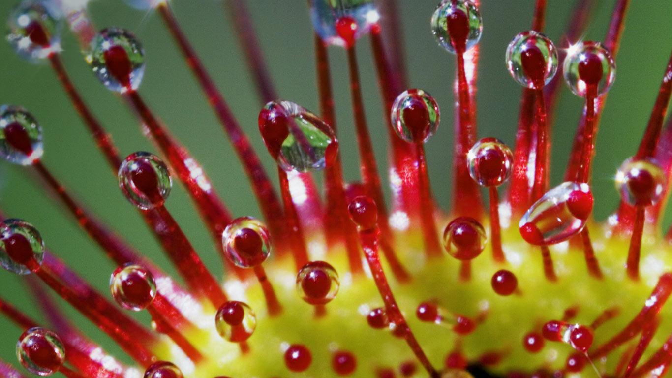 Tentacles of Roundleaved Sundew (Drosera rotundifolia) (© Klaus Honal/Superstock)(Bing United Kingdom)