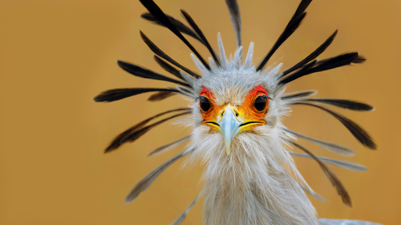 Secretary bird, Kruger National Park, South Africa (© Johannes Swanepoel/Alamy)(Bing United Kingdom)