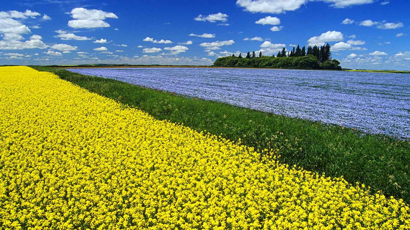 Flowering canola field with flax in the background and a sky filled with cumulus clouds, Tiger Hills near Somerset, Manitoba (© Dave Reede/All Canada Photos/Corbis)(Bing Canada)