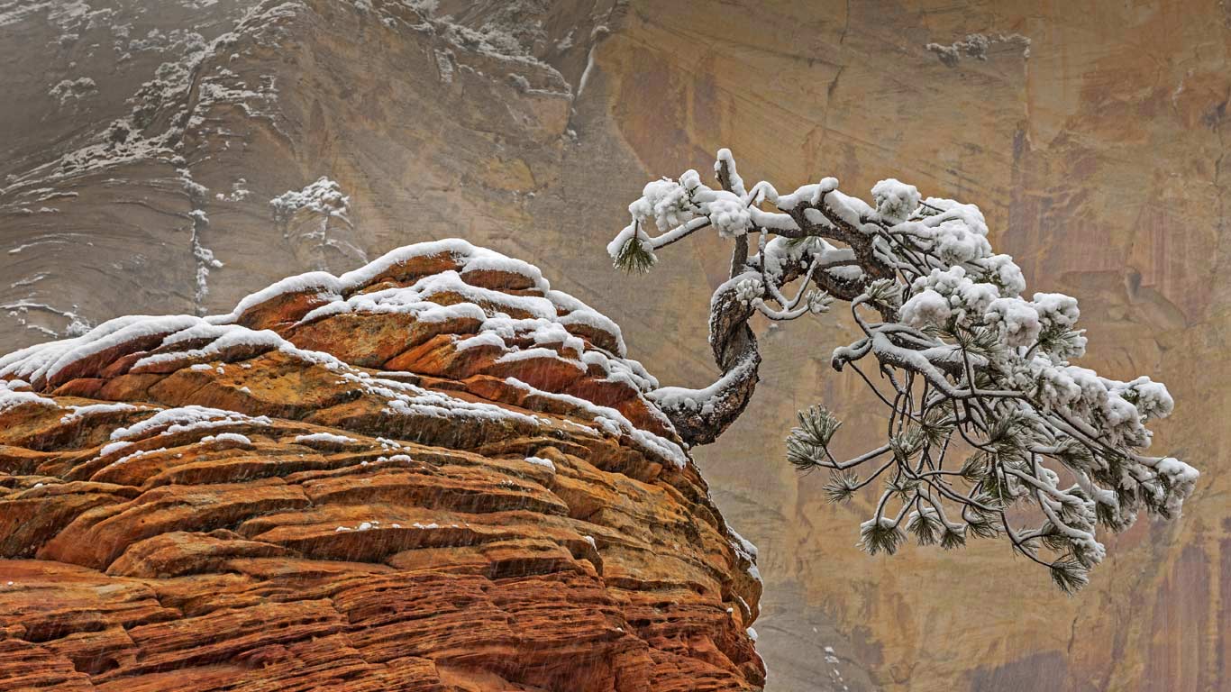 Snow in Zion National Park, Utah, USA (© Jeff Foott/Minden Pictures)(Bing United Kingdom)