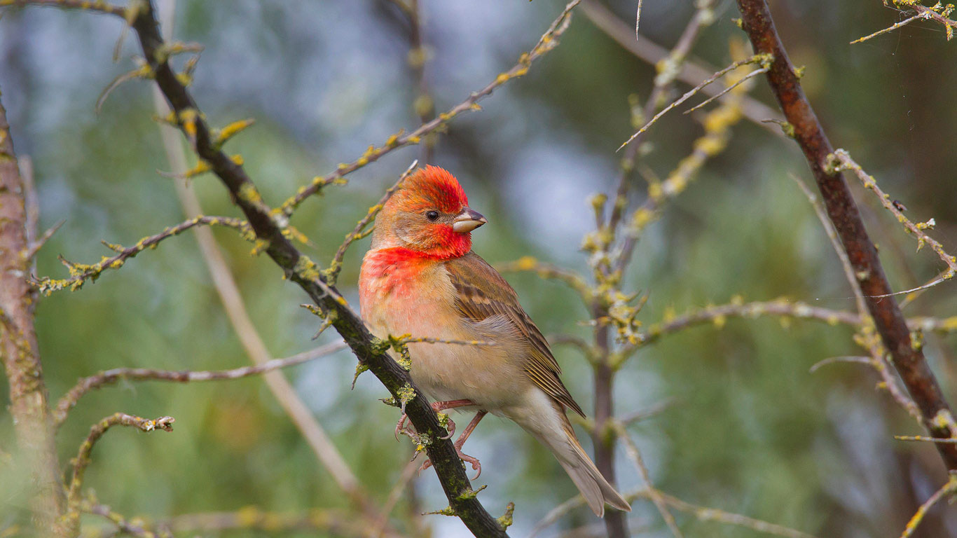 Scarlet rosefinch male perching (© Arterra Picture Library/Alamy)(Bing United Kingdom)