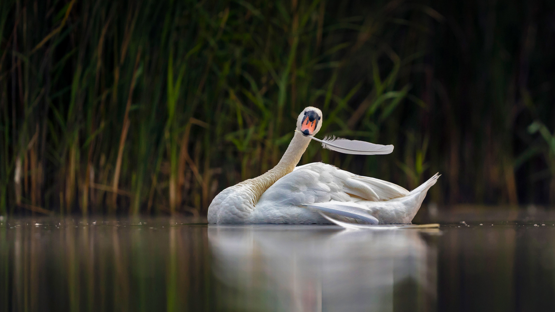Mute swan in Valkenhorst Nature Reserve, near Valkenswaard, the Netherlands (© David Pattyn/Minden Pictures)(Bing Canada)