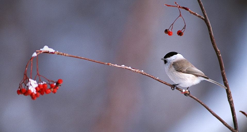 ｢ハシブトガラ｣北海道, 石狩郡 (© DatacraftCo Ltd/Photolibrary) &copy; (Bing Japan)