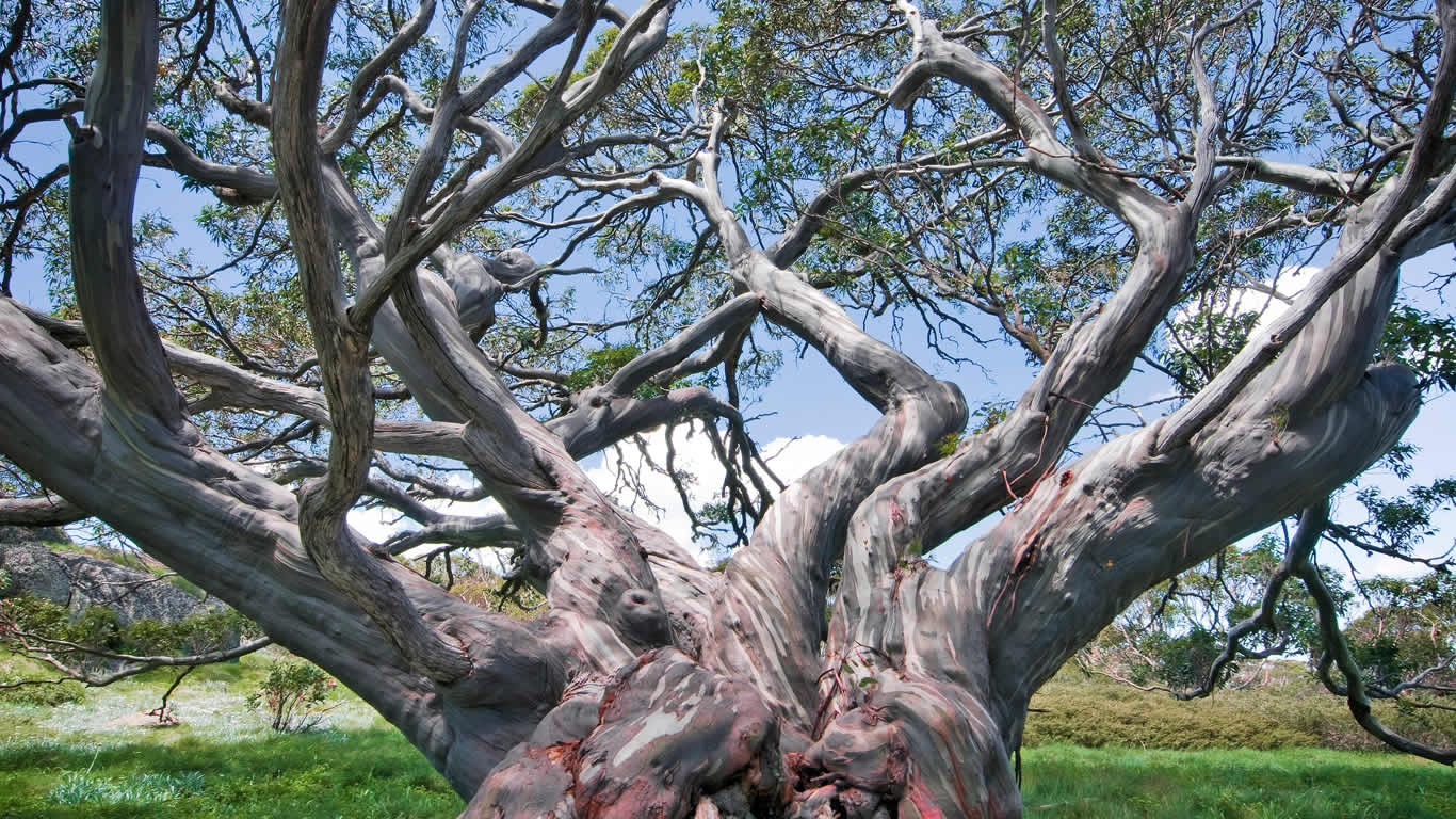 Snow gums in Kosciuszko National Park, Thredbo, New South Wales (© Ignacio Palacios/Lonely Planet Images/Getty Images)(Bing Australia)
