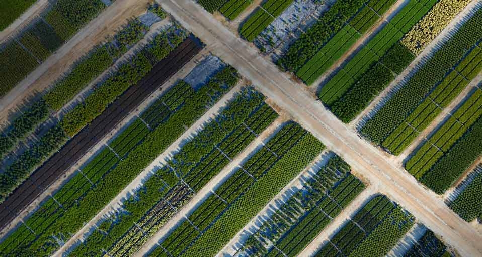 Plant beds in Chesapeake, Va. -- Cameron Davidson/Corbis &copy; (Bing Canada)