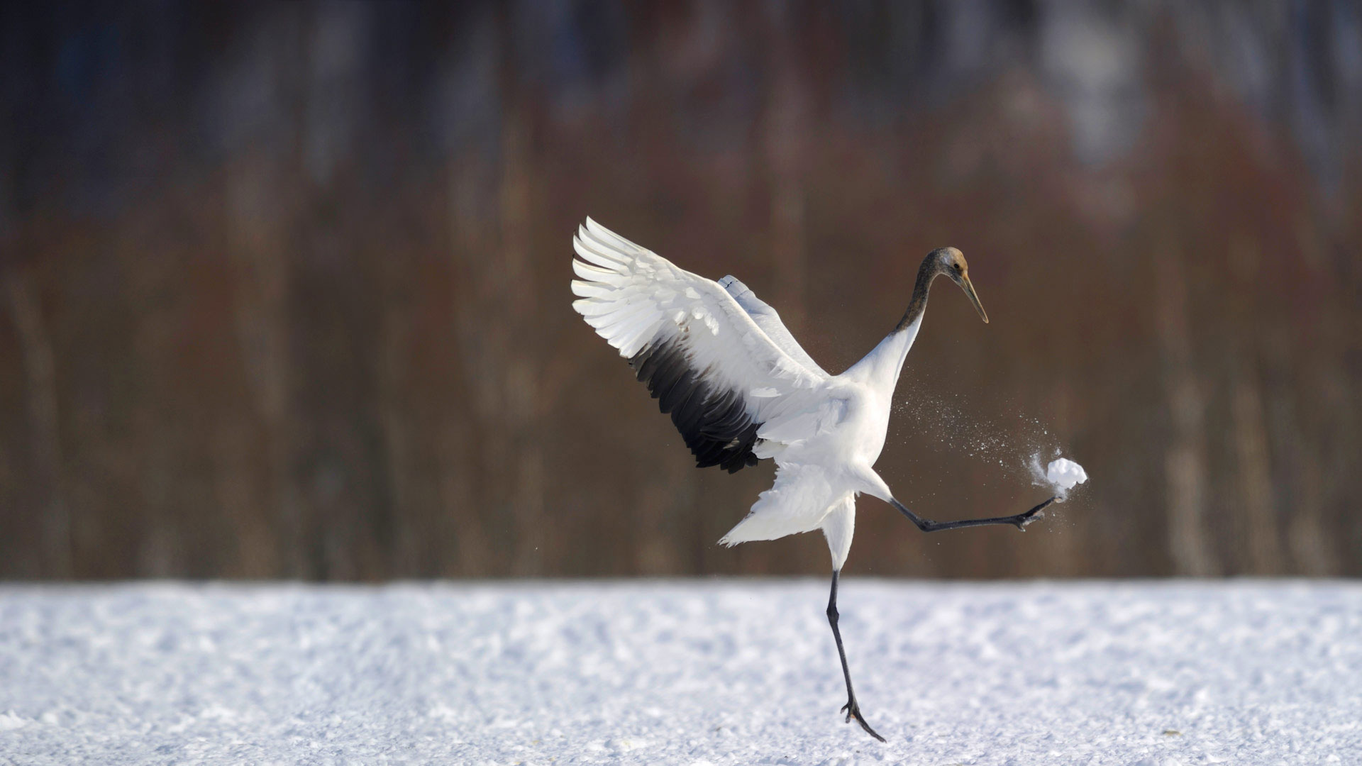 ｢タンチョウ｣北海道 (© Regis Cavignaux/Getty Images)(Bing Japan)