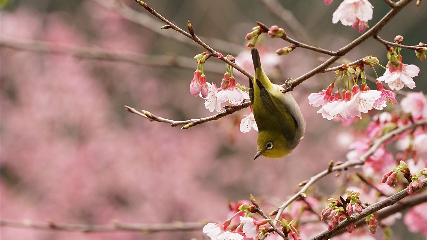 Japanbrillenvogel auf dem Zweig eines Kirschbaums (© Reece Cheng/500px)(Bing Deutschland)