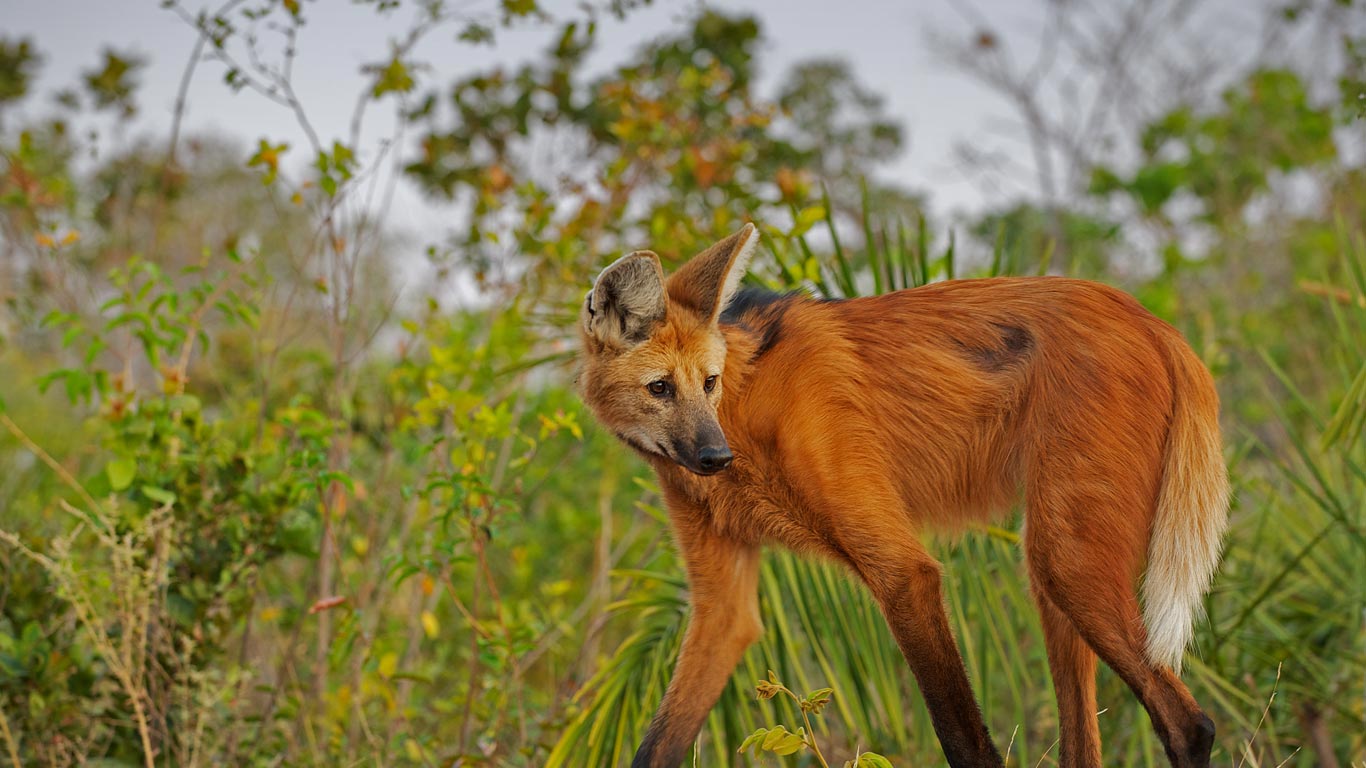 Maned wolf in Piaui, Brazil (© Sean Crane/Minden Pictures)(Bing United Kingdom)