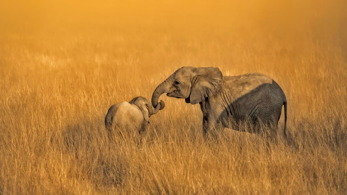 Baby and juvenile elephants in Amboseli National Park in Kenya (© Tom Stahl/Offset)(Bing United States)