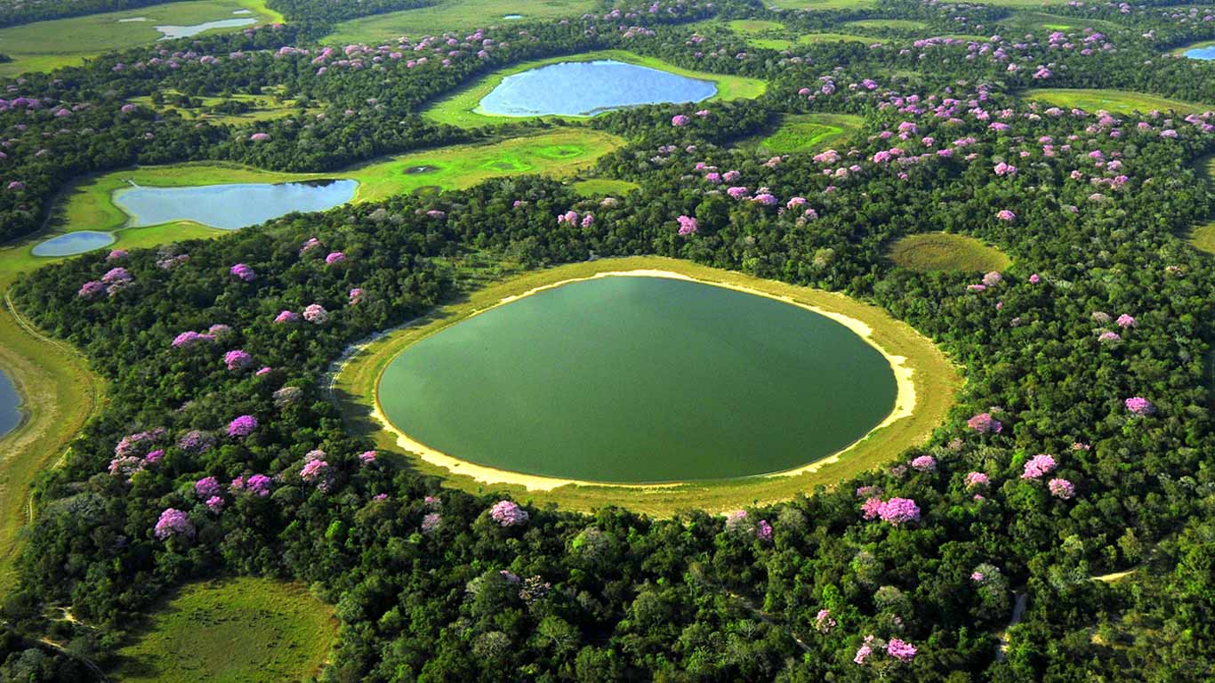 Wetlands of Pantanal, Brazil (© Lucas Leuzinger/Shutterstock)(Bing United Kingdom)