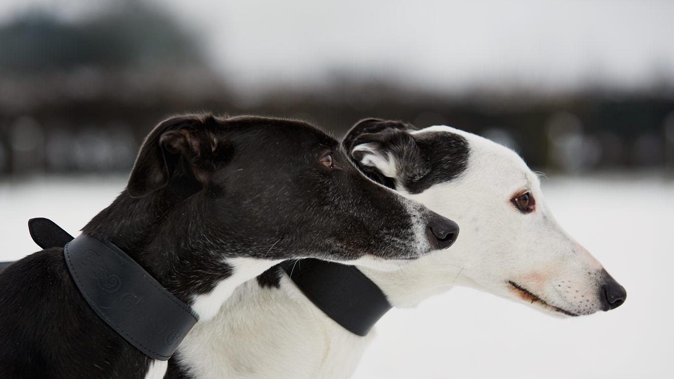 Dogs from the Retired Greyhound Trust in Norfolk, England, photographed as part of Bing Help Your Britain(Bing United Kingdom)
