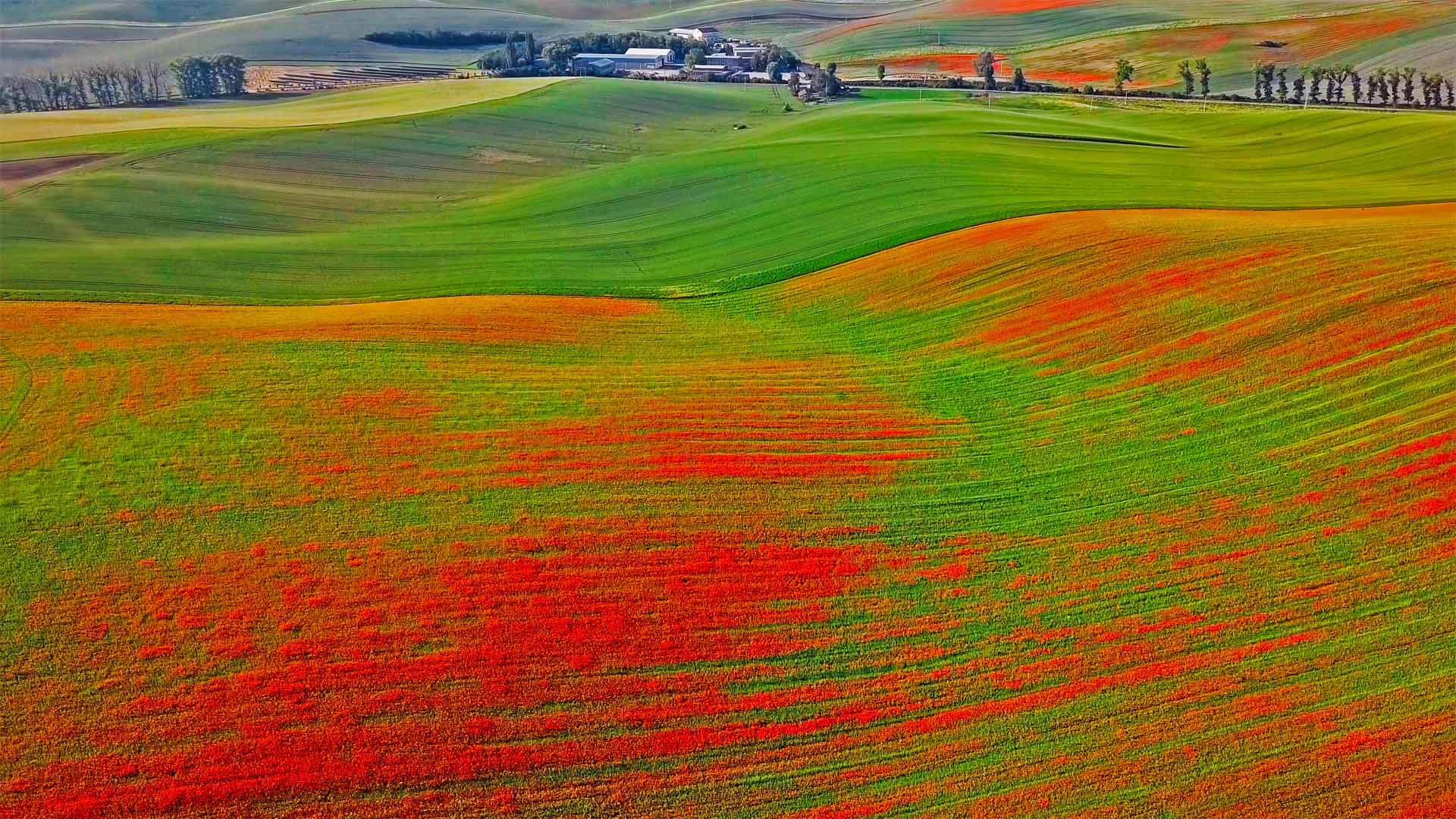 Poppies in bloom, Moravia, Czech Republic (© rusm/Getty Images)(Bing United Kingdom)