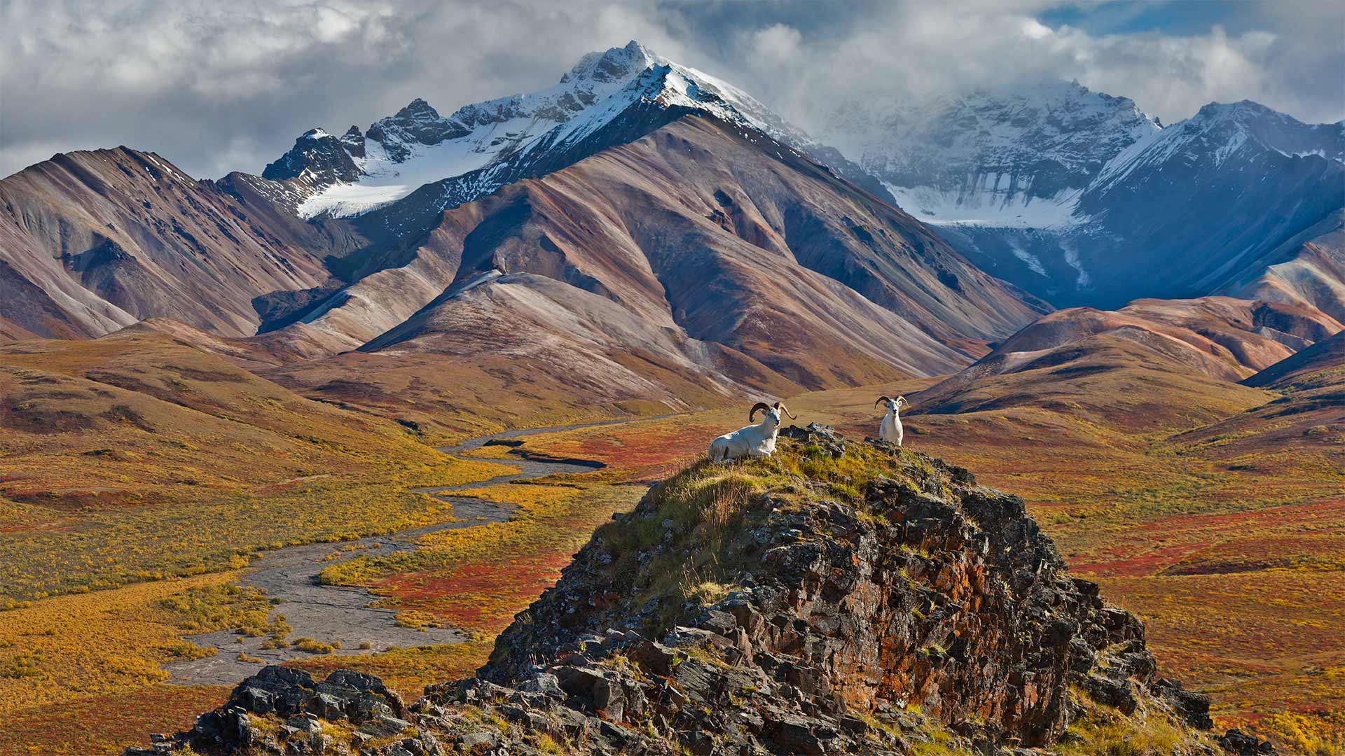 Dall sheep rams at Polychrome Pass, Denali National Park, Alaska (© Patrick J. Endres/Getty Images)(Bing Canada)