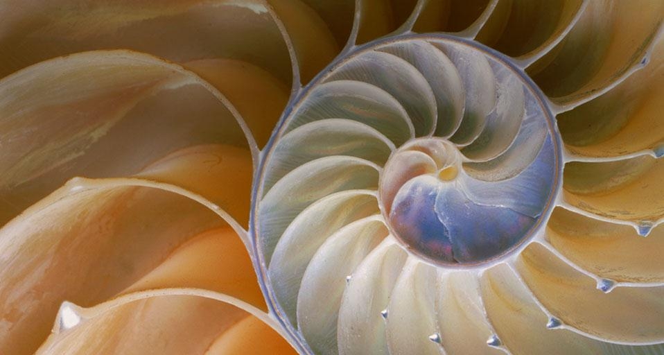 Cross Nautilus Pompilius (© Josh Westrich/Corbis) &copy; (Bing France)