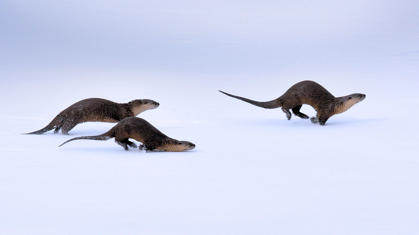 North American river otters in Yellowstone National Park, Wyoming (© mlharing/istock/Getty Images)(Bing United Kingdom)