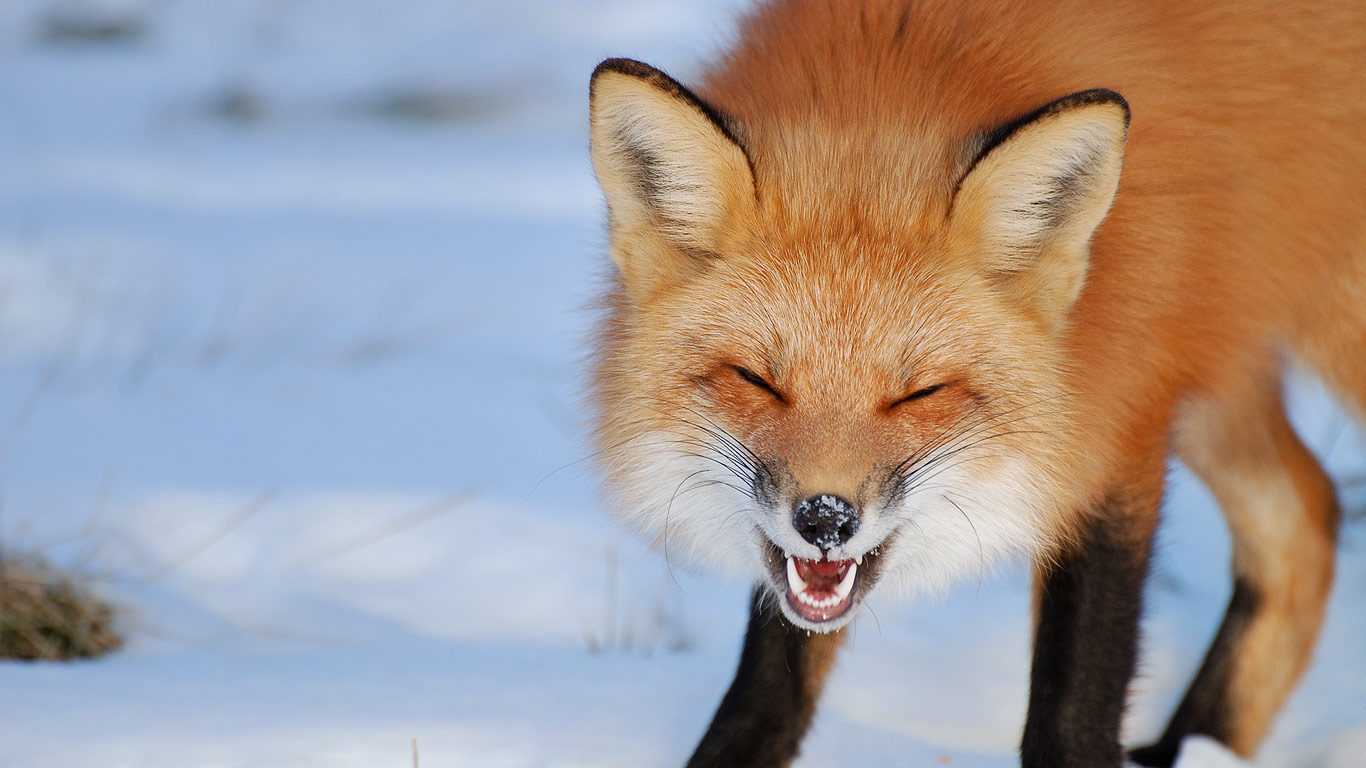 Fox in Îles-de-Boucherville National Park near Montreal, Canada (© Rolland Gelly/Getty Images)(Bing United States)