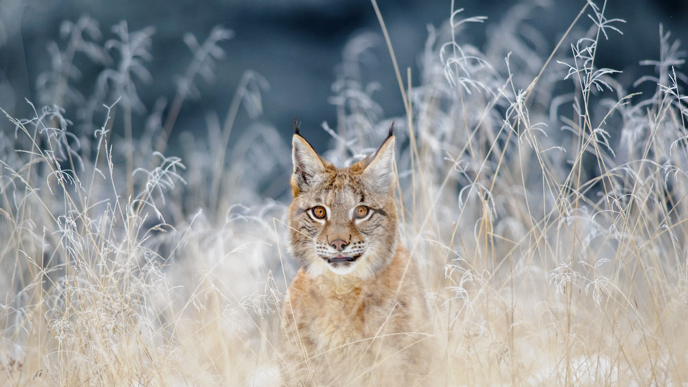 Eurasian lynx in the Bohemian-Moravian Highlands of the Czech Republic (© sduben/Getty Images Plus)(Bing Canada)