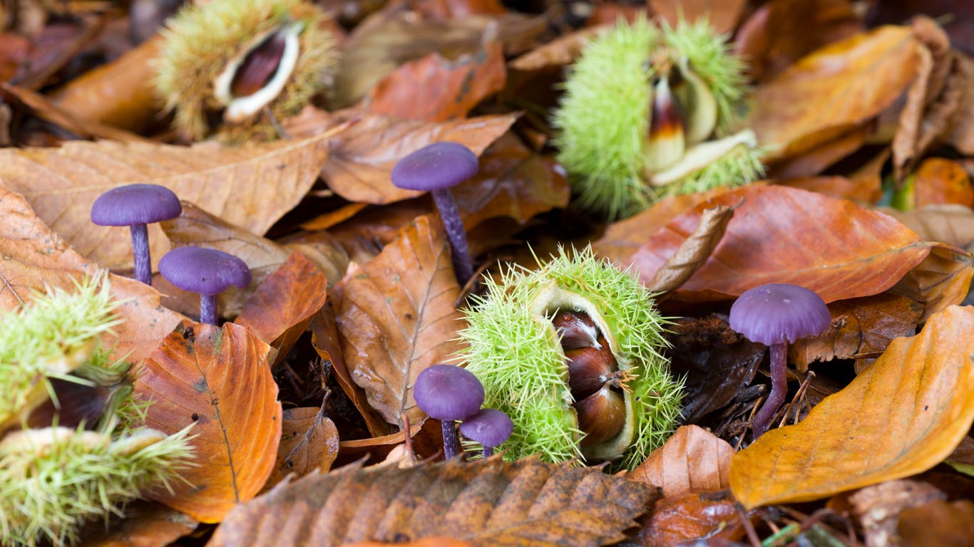 Fallen sweet chestnuts and Amethyst Deceivers in Norfolk (© Gary K. Smith/Minden Pictures)(Bing United Kingdom)