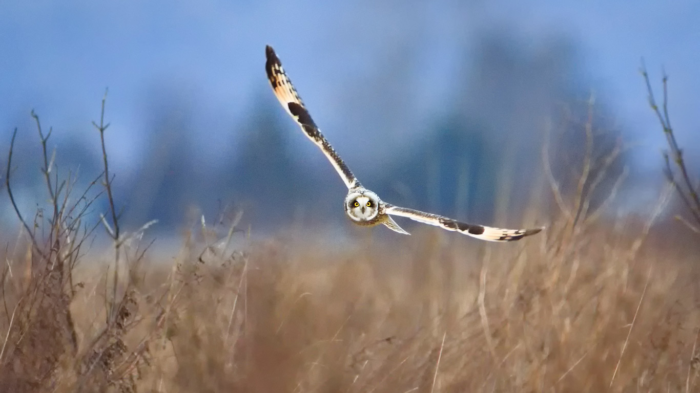 Short-eared owl, Samish Island, Washington (© Bryan Matthew)(Bing Canada)