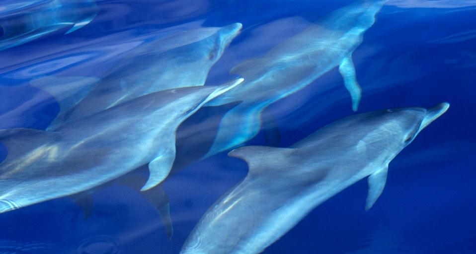 Atlantic spotted dolphin pod swimming near the Azores, Atlantic Ocean (© Wil Meinderts/Corbis) &copy; (Bing United Kingdom)