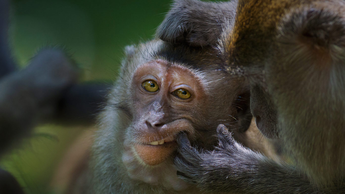 Javaneraffe im Nationalpark Bako, Malaysia (© Anup Shah/Minden Pictures)(Bing Deutschland)