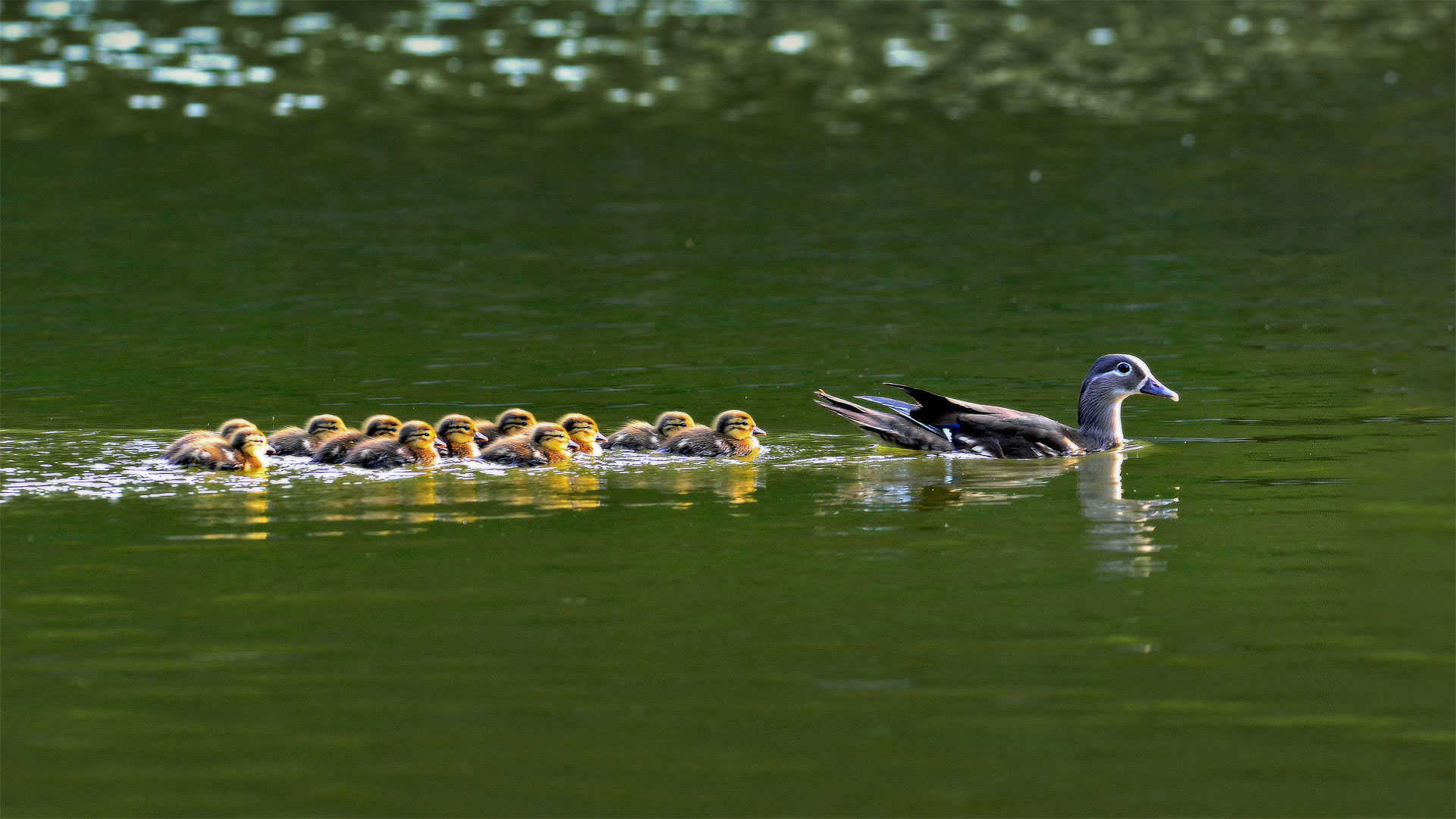 Mandarin duck hen with ducklings in South Korea (© VDCM image/Getty Images)(Bing United States)