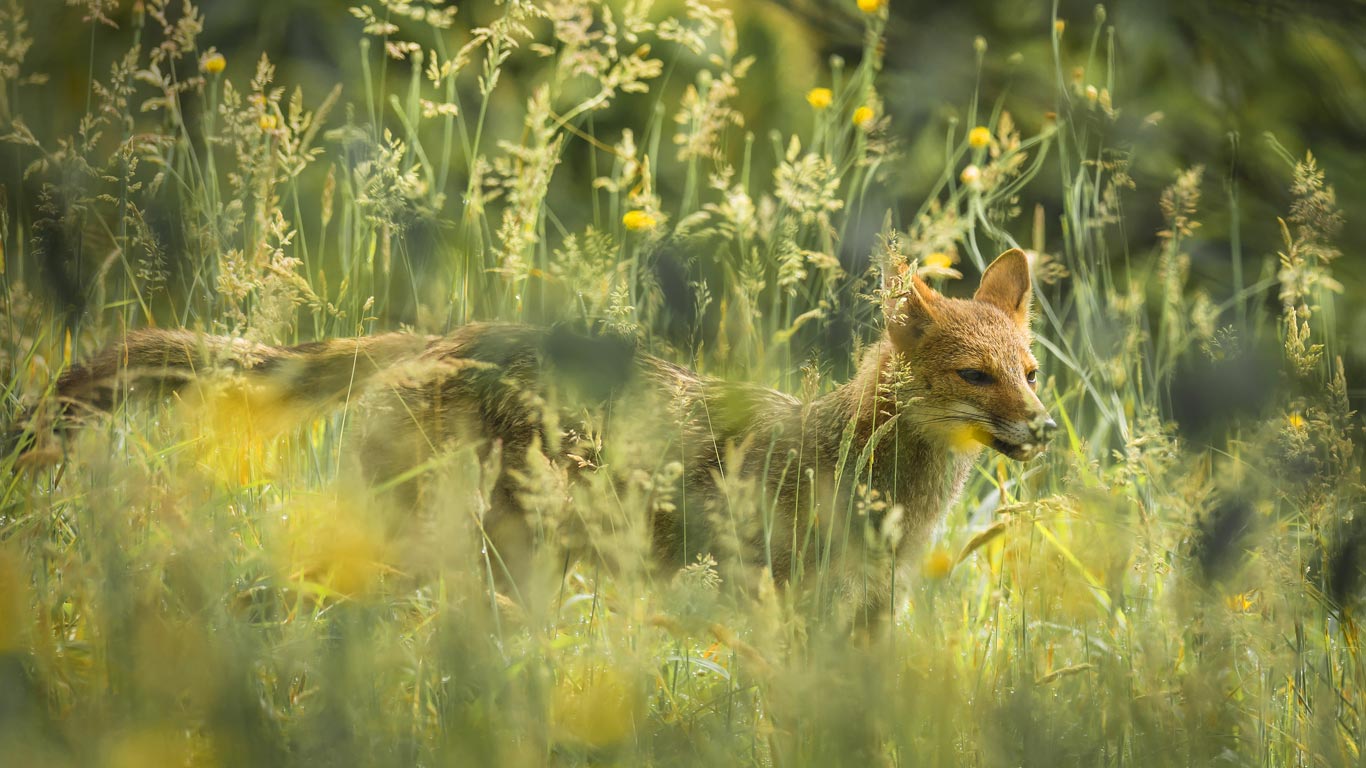 ｢パンパスギツネ｣南米, パンパ (© Global_Pics/Getty Images)(Bing Japan)